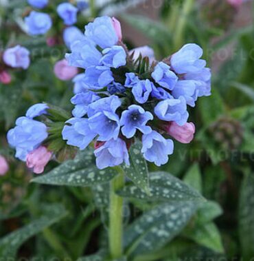 Lakacis 'Twinkle Toe'
